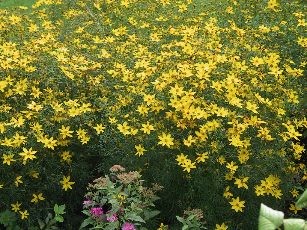 Coreopsis verticillata Zagreb.jpg